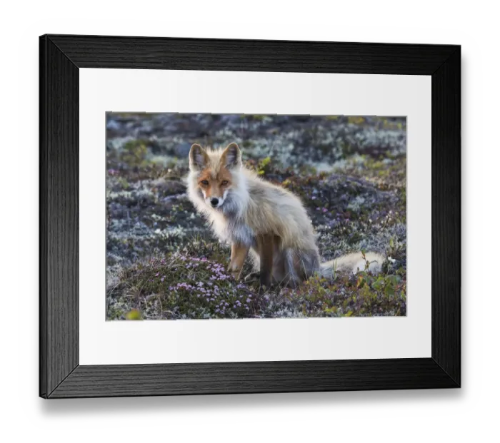 Framed Print : Red Fox; tundra in bloom Framed Print : Red Fox; tundra in bloom