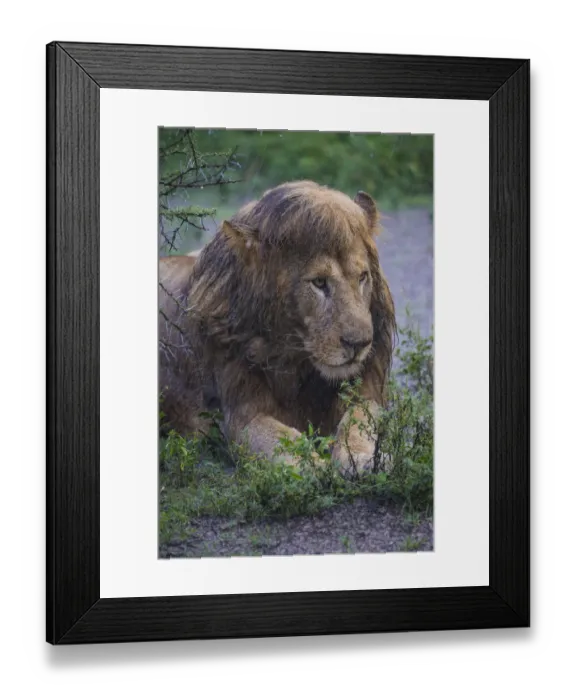 Framed Print : Africa. Tanzania. Male African lion (Panthera leo) after a rainstorm at Ndutu in Framed Print : Africa. Tanzania. Male African lion (Panthera leo) after a rainstorm at Ndutu in