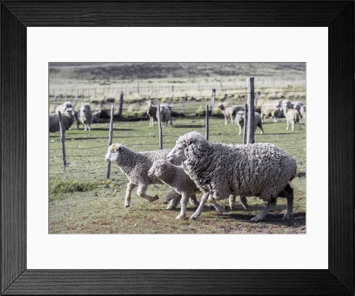 Framed Print : Argentina, Patagonia, South America. Three sheep on an estancia walk by other sheep Framed Print : Argentina, Patagonia, South America. Three sheep on an estancia walk by other sheep