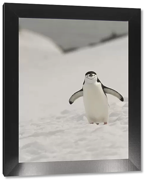 Antarctica, Chinstrap, Penguin