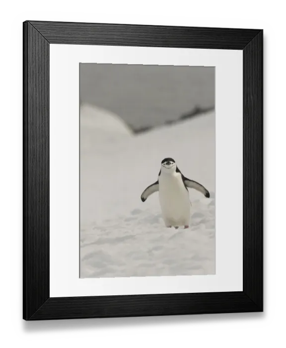 Framed Print : Antarctica, Chinstrap, Penguin Framed Print : Antarctica, Chinstrap, Penguin
