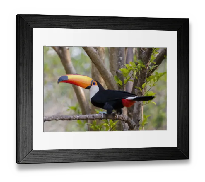 Framed Print : South America, Brazil, The Pantanal, toco toucan, Ramphastos toco