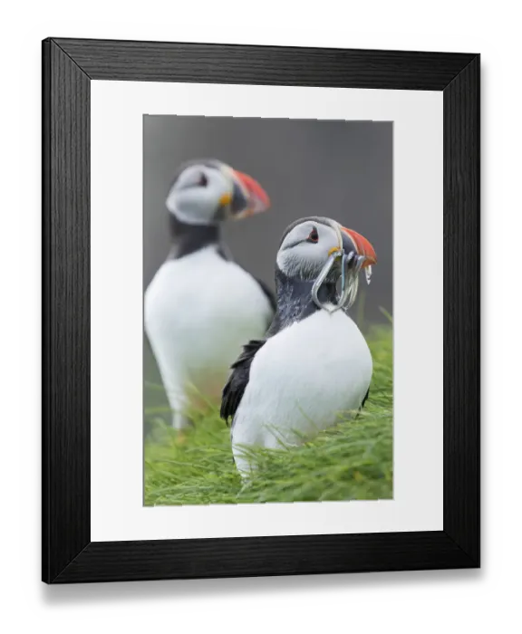 Framed Print : Atlantic Puffin (Fratercula arctica) in a puffinry on Mykines, part of the Faroe Framed Print : Atlantic Puffin (Fratercula arctica) in a puffinry on Mykines, part of the Faroe