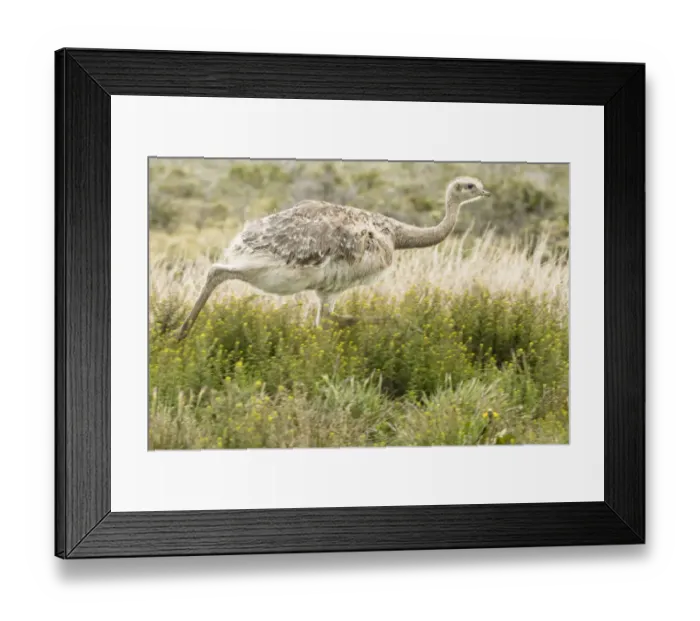Framed Print : South America, Chile, Patagonia. Rhea running Framed Print : South America, Chile, Patagonia. Rhea running