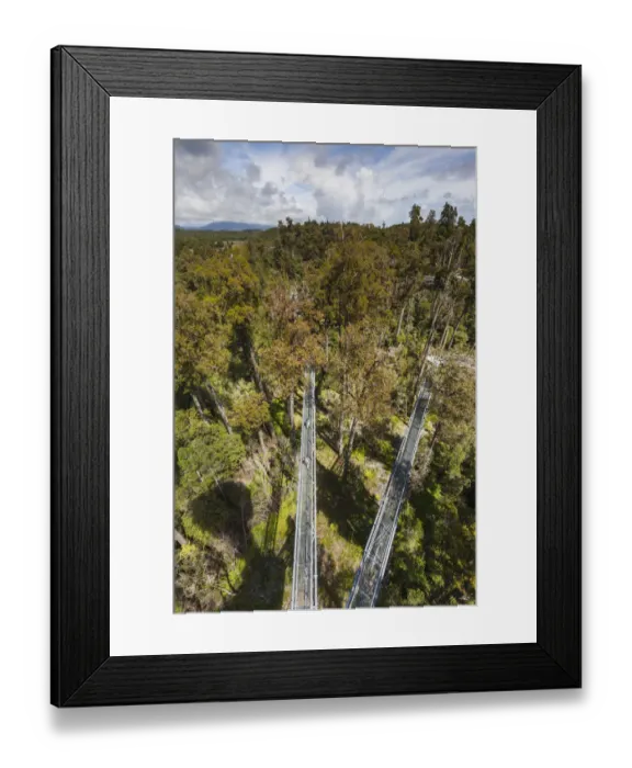 Framed Print : New Zealand, South Island, West Coast, Hokitika, West Coast Treetops Walkway, elevated