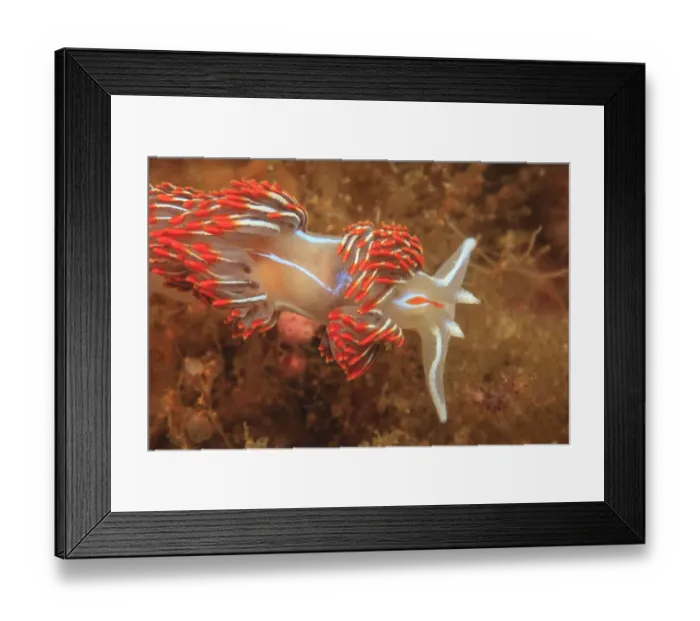 Framed Print : Saint Lazerius Island near Sitka, S. E. Alaska, USA Framed Print : Saint Lazerius Island near Sitka, S. E. Alaska, USA