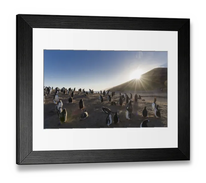 Framed Print : Gentoo Penguin (Pygoscelis papua), Falkland Islands. Colony. South America, Falkland Islands Framed Print : Gentoo Penguin (Pygoscelis papua), Falkland Islands. Colony. South America, Falkland Islands