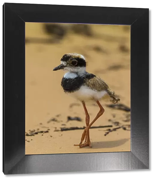 South America. Brazil. A juvenile pied lapwing (Vanellus cayanus) along the banks