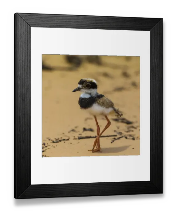 Framed Print : South America. Brazil. A juvenile pied lapwing (Vanellus cayanus) along the banks Framed Print : South America. Brazil. A juvenile pied lapwing (Vanellus cayanus) along the banks