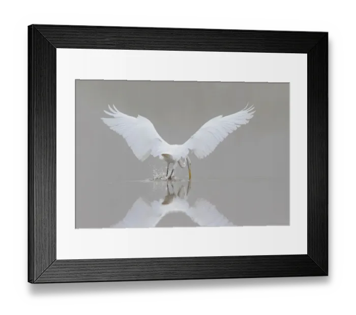 Framed Print : 00688-02317 Great Egret (Ardea alba) fishing in wetland in fog, Marion Co. IL Framed Print : 00688-02317 Great Egret (Ardea alba) fishing in wetland in fog, Marion Co. IL