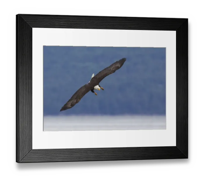 Framed Print : Bald Eagle Diving Framed Print : Bald Eagle Diving