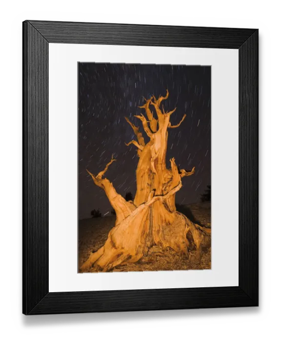 Framed Print : Ancient Bristlecone Pine (Pinus longaeva) under starry sky in the Patriarch Grove Framed Print : Ancient Bristlecone Pine (Pinus longaeva) under starry sky in the Patriarch Grove
