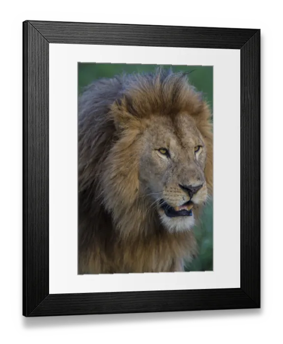 Framed Print : Africa. Tanzania. Male African lion (Panthera leo) at Ndutu in Serengeti NP