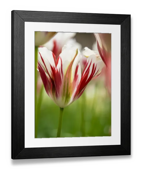 Framed Print : Europe; Netherlands; Lisse; Keukenhof Gardens; Tulip Closeups with Selective Focus Framed Print : Europe; Netherlands; Lisse; Keukenhof Gardens; Tulip Closeups with Selective Focus