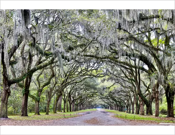 United States, Georgia, Savannah, Wormsloe, Drive at Entrance to to Plantation
