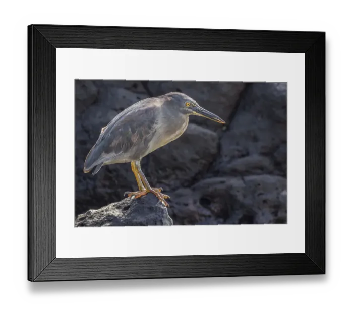 Framed Print : South America, Ecuador, Galapagos National Park