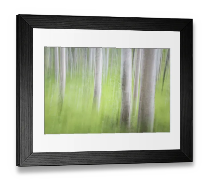 Framed Print : USA, Alaska. Abstract motion blur of birch trees Framed Print : USA, Alaska. Abstract motion blur of birch trees