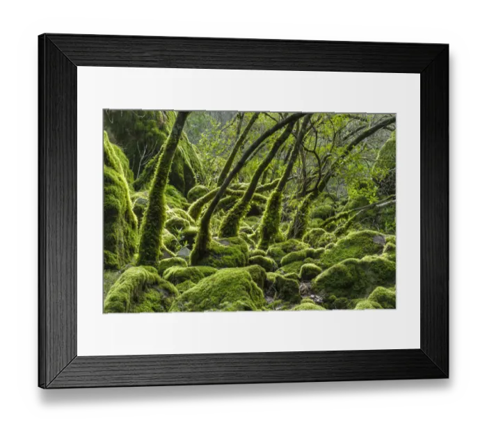 Framed Print : USA, California. Lush green mosses and ferns cover the trees during the rainy season Framed Print : USA, California. Lush green mosses and ferns cover the trees during the rainy season