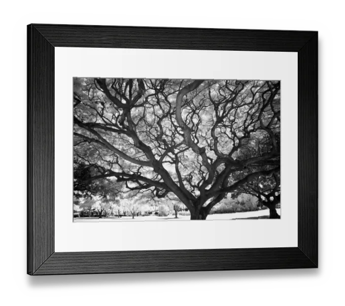 Framed Print : USA, Hawaii, Oahu, Honolulu, Twisted tree limbs