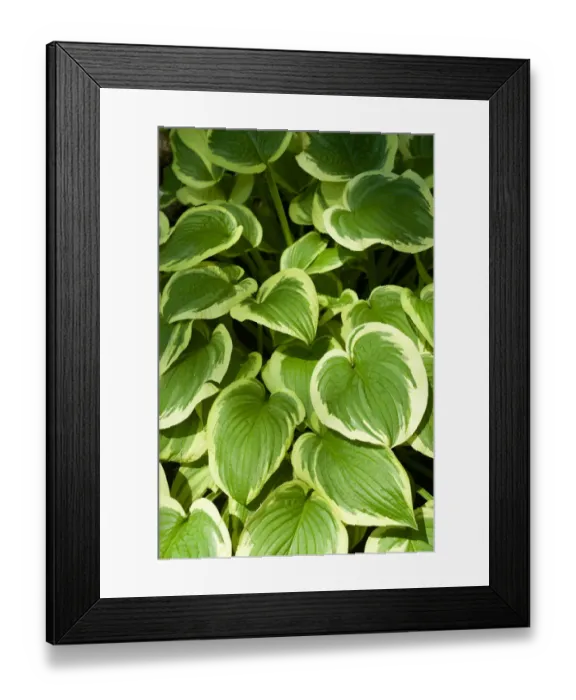 Framed Print : Canada, Quebec, Montreal: at the Botanical Garden Framed Print : Canada, Quebec, Montreal: at the Botanical Garden