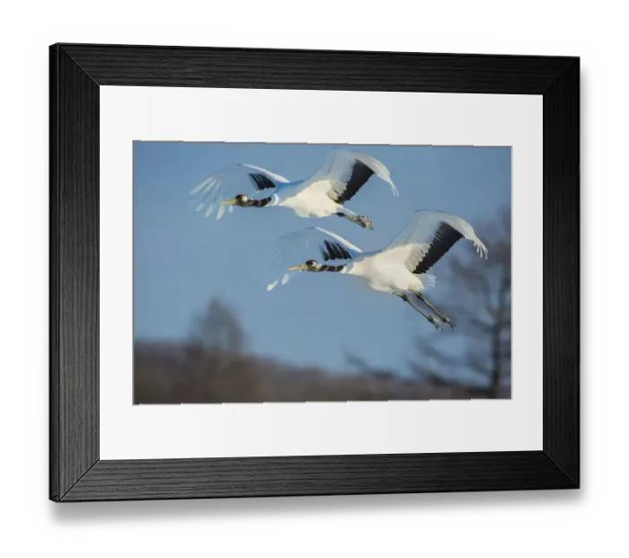 Framed Print : Japan, Hokkaido. Japanese cranes flying. Credit as: Jim Zuckerman / Jaynes Gallery / DanitaDelimont Framed Print : Japan, Hokkaido. Japanese cranes flying. Credit as: Jim Zuckerman / Jaynes Gallery / DanitaDelimont