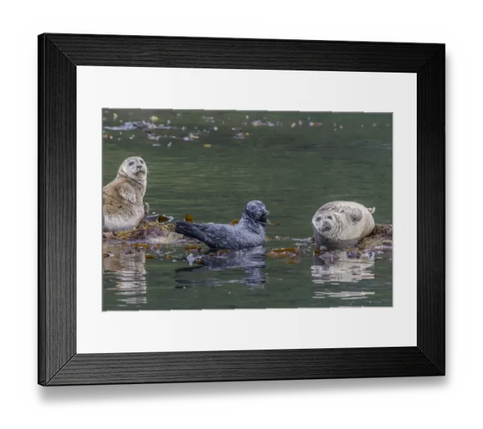 Framed Print : North America, USA, Alaska, Katmai National Park Framed Print : North America, USA, Alaska, Katmai National Park