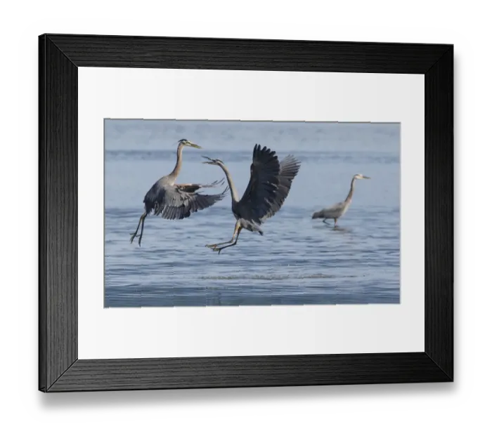 Framed Print : Great Blue Herons, a scuffle over fishing spot Framed Print : Great Blue Herons, a scuffle over fishing spot