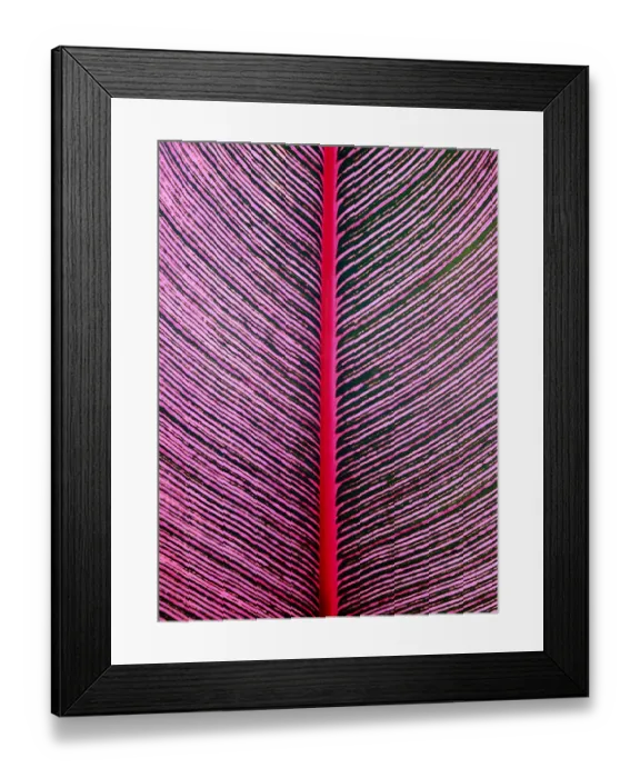 Framed Print : Pink-Striped Heliconia (Heliconia iconia) HTBG, Hawaii Framed Print : Pink-Striped Heliconia (Heliconia iconia) HTBG, Hawaii