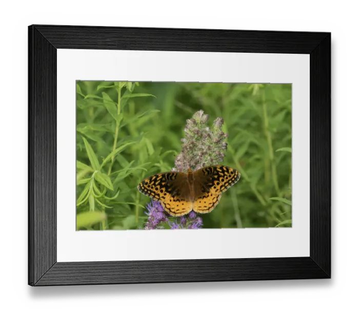 Framed Print : 03322-01719 Great Spangled Fritillary (Speyeria cybele) on Prairie Blazing Star Framed Print : 03322-01719 Great Spangled Fritillary (Speyeria cybele) on Prairie Blazing Star