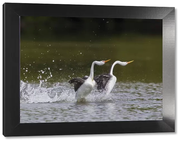 Clarks Grebe Pair; Courtdhip Display