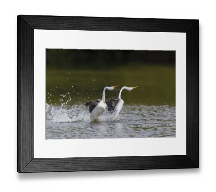 Framed Print : Clarks Grebe Pair; Courtdhip Display Framed Print : Clarks Grebe Pair; Courtdhip Display