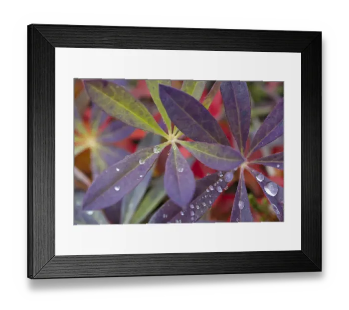 Framed Print : USA, Alaska, Brooks Range. Dewdrops on lupine leaves Framed Print : USA, Alaska, Brooks Range. Dewdrops on lupine leaves