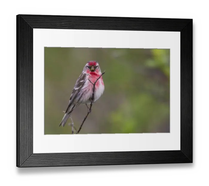 Framed Print : Common Red Poll Framed Print : Common Red Poll