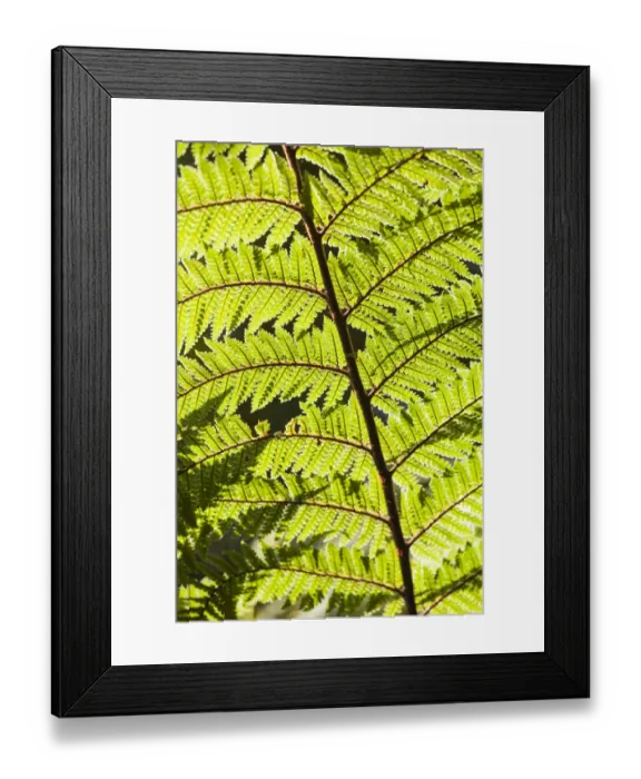 Framed Print : New Zealand, South Island, West Coast, Fox Glacier Village, Lake Matheson, ferns Framed Print : New Zealand, South Island, West Coast, Fox Glacier Village, Lake Matheson, ferns
