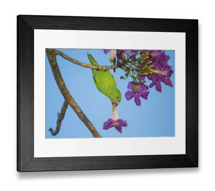 Framed Print : South America. Brazil. A yellow-chevroned parakeet (Brotogeris chiriri) harvesting Framed Print : South America. Brazil. A yellow-chevroned parakeet (Brotogeris chiriri) harvesting