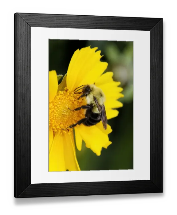 Framed Print : Carpenter Bee collecting nectar, Kentucky Framed Print : Carpenter Bee collecting nectar, Kentucky