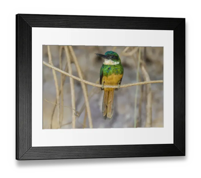 Framed Print : South America. Brazil. A rufous-tailed jacamar (Galbula ruficauda) found in the Pantanal Framed Print : South America. Brazil. A rufous-tailed jacamar (Galbula ruficauda) found in the Pantanal
