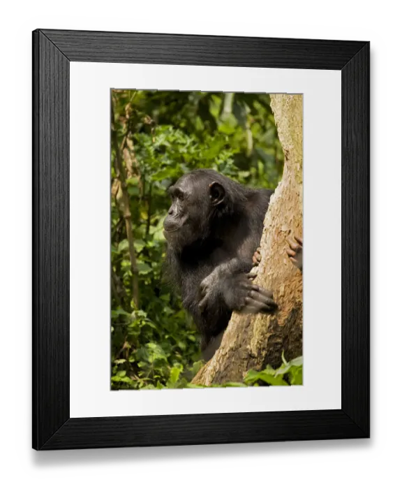 Framed Print : Africa, Uganda, Kibale National Park, Ngogo Chimpanzee Project Framed Print : Africa, Uganda, Kibale National Park, Ngogo Chimpanzee Project