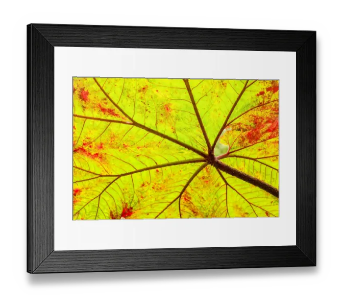 Framed Print : Backlit leaf, starting to turn red in autumn Framed Print : Backlit leaf, starting to turn red in autumn