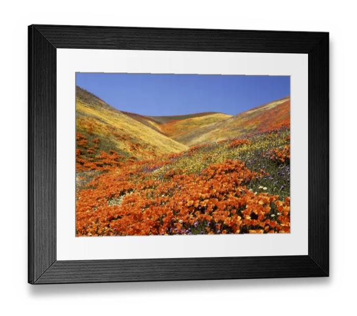 Framed Print : Owls Clover, CA Poppies, Coreopsis, Antelope Valley, CA Framed Print : Owls Clover, CA Poppies, Coreopsis, Antelope Valley, CA