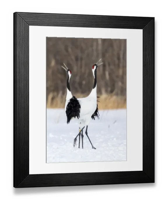 Framed Print : Japan, Hokkaido, Japanese Red-Crowned Cranes Framed Print : Japan, Hokkaido, Japanese Red-Crowned Cranes