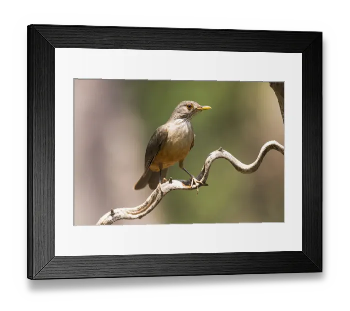 Framed Print : South America, Brazil, The Pantanal, rufous-bellied thrush, Turdus rufiventris