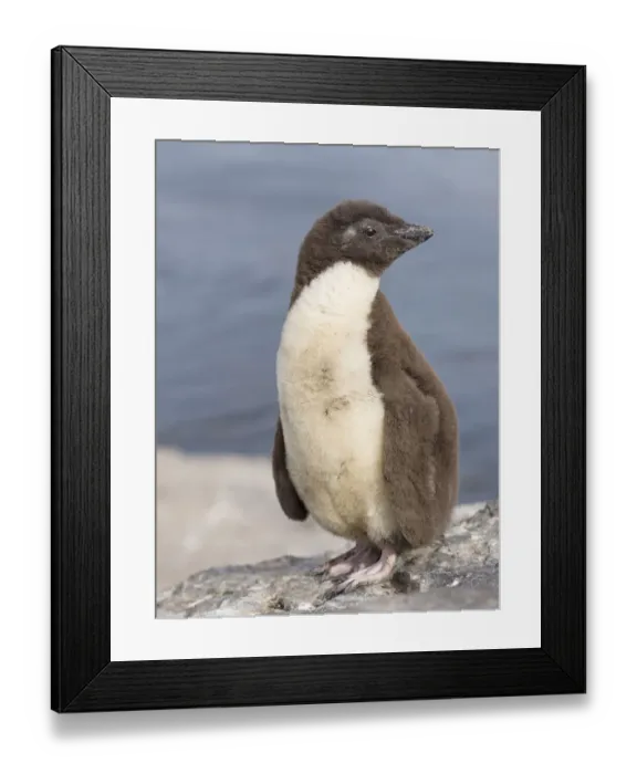 Framed Print : Rockhopper Penguin (Eudyptes chrysocome), subspecies western rockhopper penguin Framed Print : Rockhopper Penguin (Eudyptes chrysocome), subspecies western rockhopper penguin