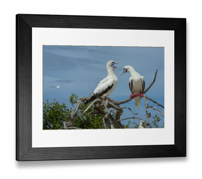 Framed Print : Seychelles, Indian Ocean, Aldabra, Cosmoledo Atoll. Important bird nesting colony