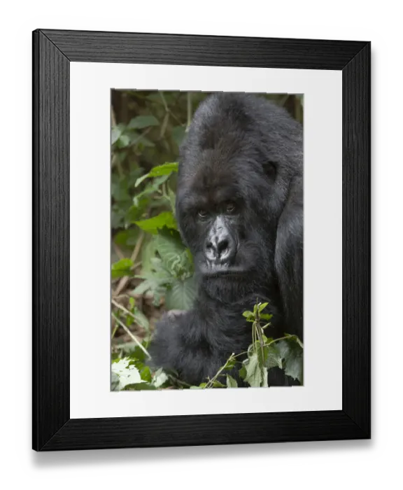 Framed Print : Africa, Rwanda, Volcanoes National Park, mountain gorilla, Gorilla beringei beringei Framed Print : Africa, Rwanda, Volcanoes National Park, mountain gorilla, Gorilla beringei beringei