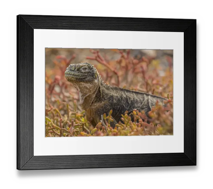 Framed Print : South America, Ecuador, Galapagos National Park. Land iguana in red portulaca plants Framed Print : South America, Ecuador, Galapagos National Park. Land iguana in red portulaca plants