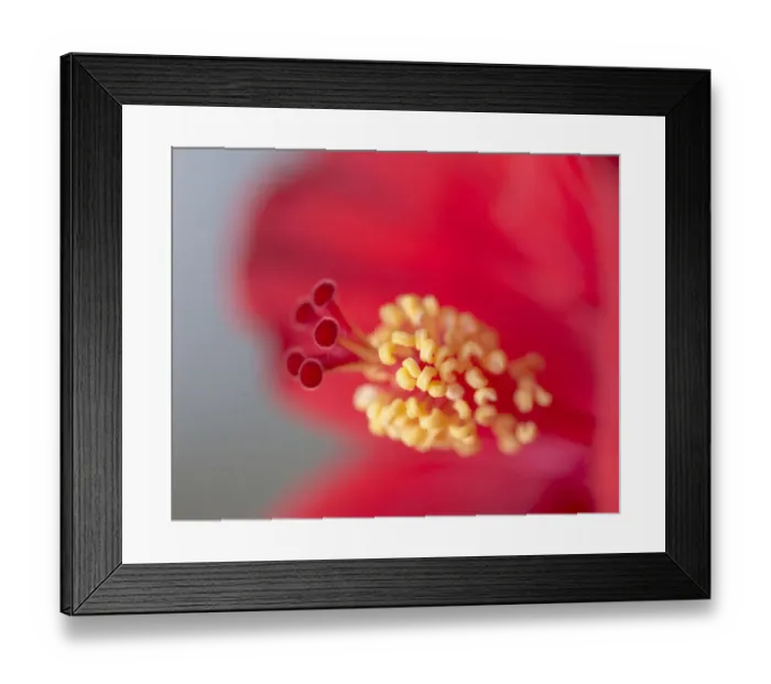 Framed Print : Close-up of red hibiscus flowering Framed Print : Close-up of red hibiscus flowering