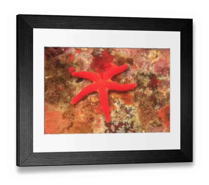 Framed Print : Blood Sea Star (Henricia leviuscula), Saint Lazerius Island near Sitka, S. E. Alaska Framed Print : Blood Sea Star (Henricia leviuscula), Saint Lazerius Island near Sitka, S. E. Alaska