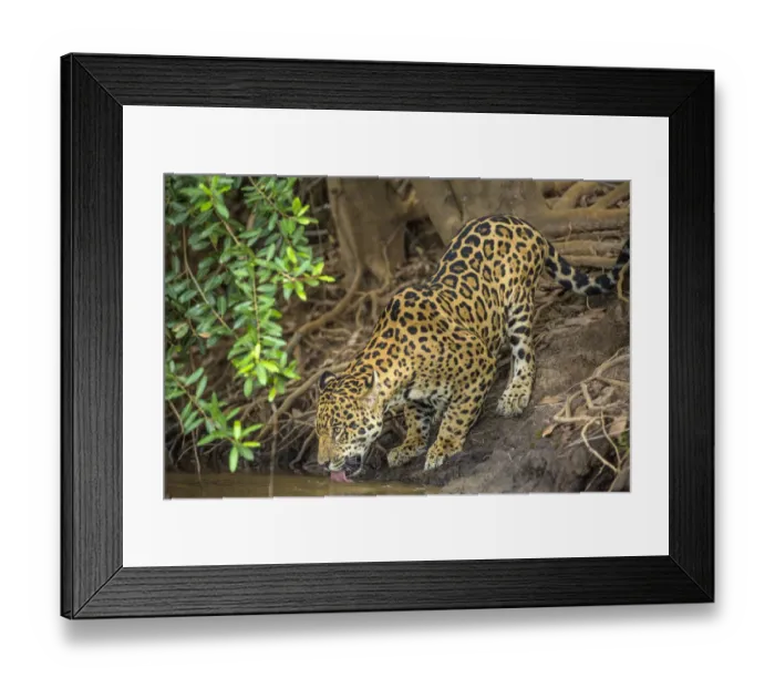 Framed Print : South America, Brazil, Pantanal. Wild jaguar drinking