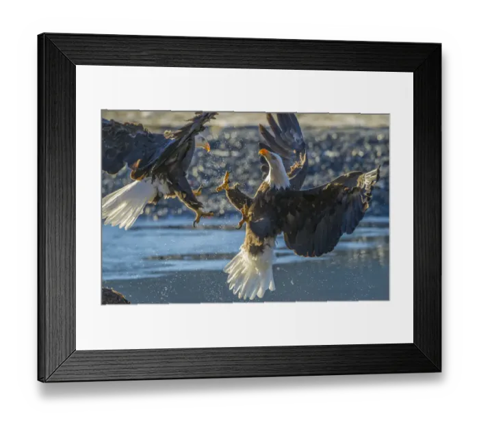 Framed Print : USA, Alaska, Chilkat Bald Eagle Preserve, bald eagle adult, fight Framed Print : USA, Alaska, Chilkat Bald Eagle Preserve, bald eagle adult, fight